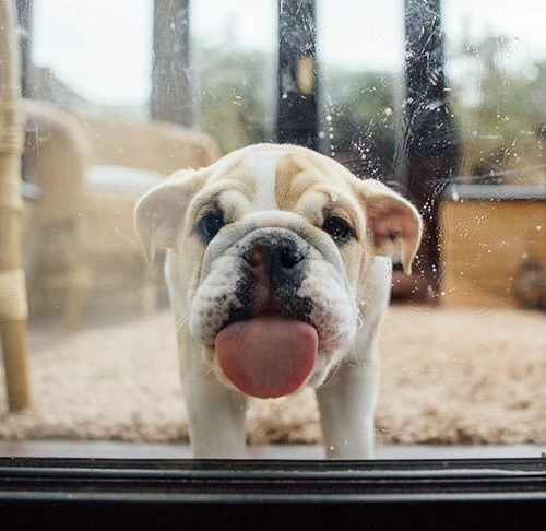 https://www.akc.org/wp-content/uploads/2019/11/bulldog-puppy-funny-tongue-out-licking-glass-500x486.jpg