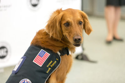 Golden Retriever "Empire," an ACE award recipient.