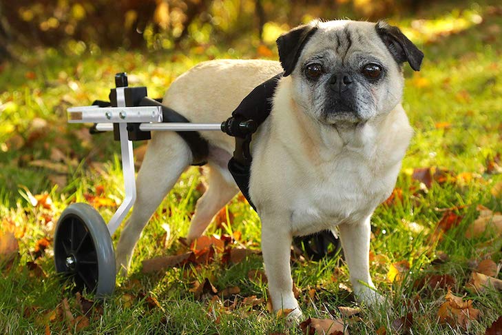 For most dogs 1.5-50 kg 2-wheel P LY-Dog Treadmills Wheels Dog Wheelchair Wheelchair for Back Legs Veterinarian Approved For Pet/Cat Dog Wheelchair Hind Leg Rehabilitation for Handicapped Dog 