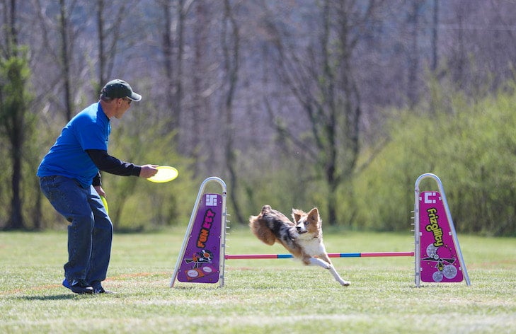 III. Choosing the Right Canine Sport or Activity for Your Dog