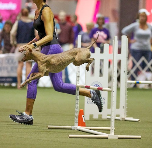 Best Shoes for Competing in Dog Agility – American Kennel Club