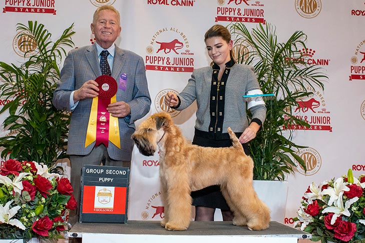 Terrier Group Second, Best of Breed, and PUP69- -D-1: Greentree Olympic Charm (Bode), Soft Coated Wheaten Terrier; 2019 National All-Breed Puppy and Junior Stakes, Orlando, FL.