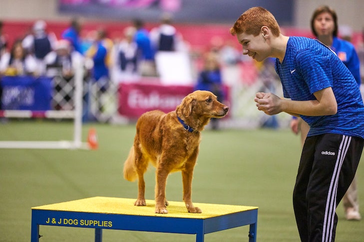 How do dog agility competitions work?