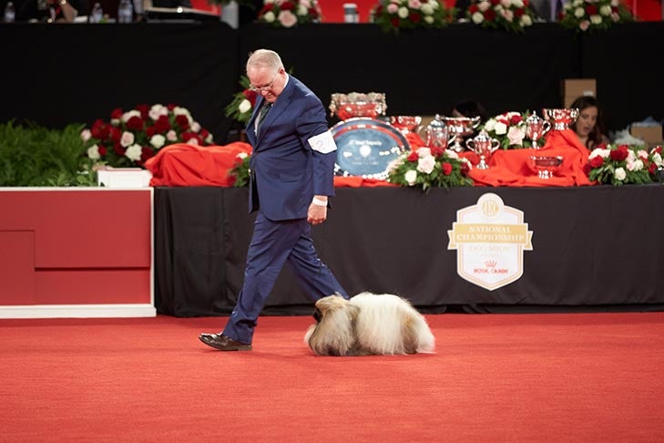 Best in Show, Toy Group First, BBE Toy Group Second, Best of Breed, and Best Bred By in Breed/Variety: GCH CH Pequest Wasabi, Pekingese; Toy Group judging at the 2019 AKC National Championship presented by Royal Canin, Orlando, FL.