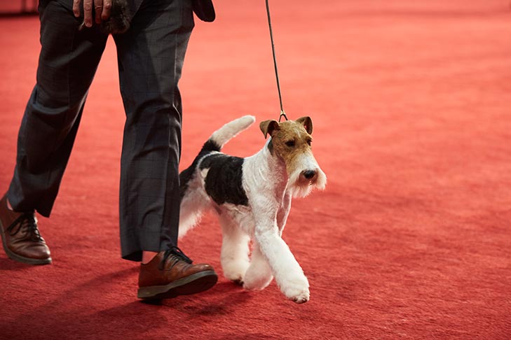 Best in Stakes, Terrier Group First, Best of Breed, and 1518- -D-1: Fleet St Forged At Hampton Court, Wire Fox Terrier; 2019 National All-Breed Puppy and Junior Stakes, Orlando, FL.