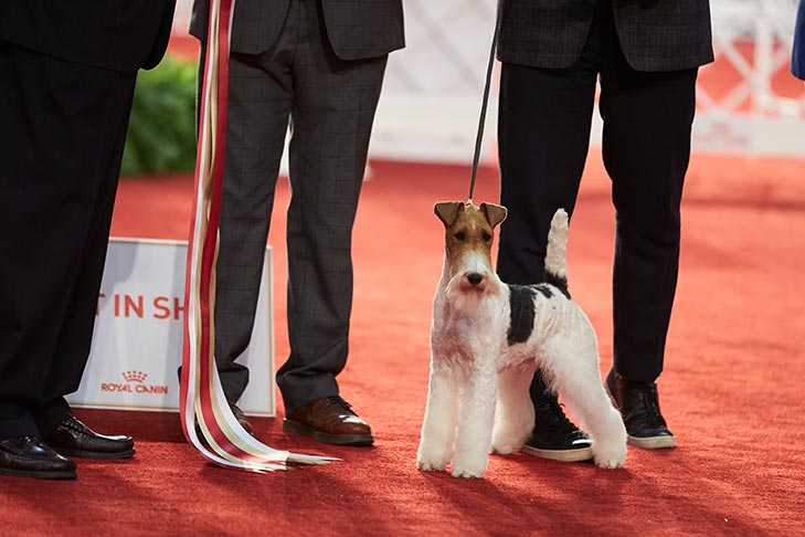 Best in Stakes, Terrier Group First, Best of Breed, and 1518- -D-1: Fleet St Forged At Hampton Court, Wire Fox Terrier; 2019 National All-Breed Puppy and Junior Stakes, Orlando, FL.