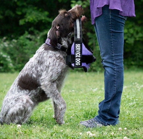 Fit or Flowy Dog Tank German Wirehaired Pointer MAMA