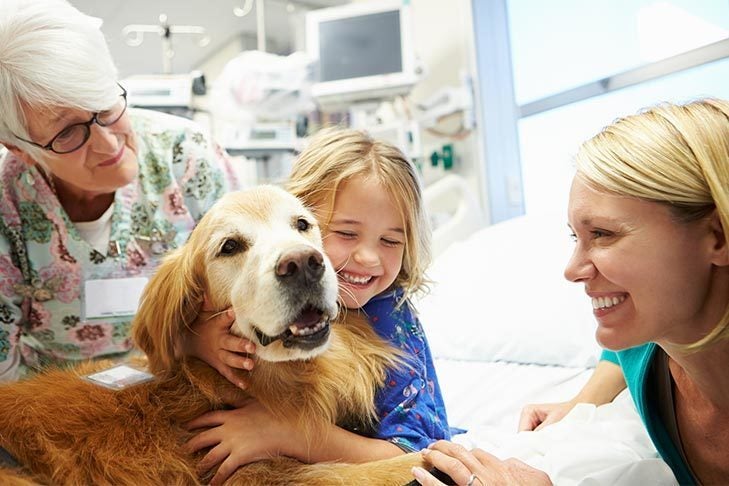 How To Train a Therapy Dog: Learning If Your Dog Is Fit For Therapy Work