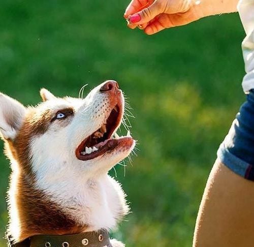 Professional PET Clicker Training for Dog Cat Horse Puppy DOGSLINE Dog Training Clicker 