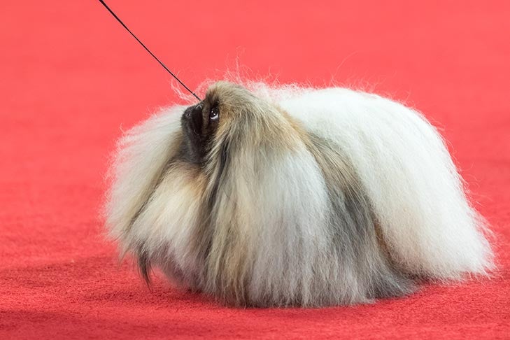 Best in Show, Toy Group First, BBE Toy Group Second, Best of Breed, and Best Bred By in Breed/Variety: GCH CH Pequest Wasabi, Pekingese; Toy Group judging at the 2019 AKC National Championship presented by Royal Canin, Orlando, FL.