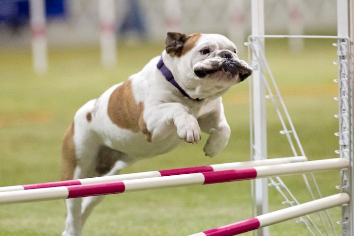 A Bulldog jumping over an Agility jump