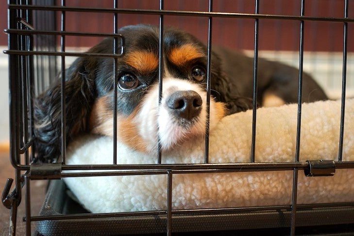 How To Crate Train Your Dog In Nine Easy Steps – American Kennel Club