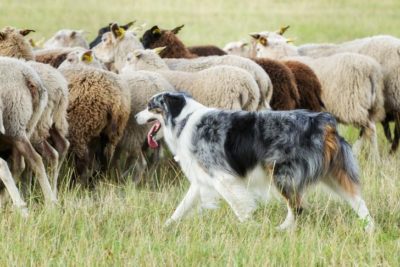 Border collie herding sheep