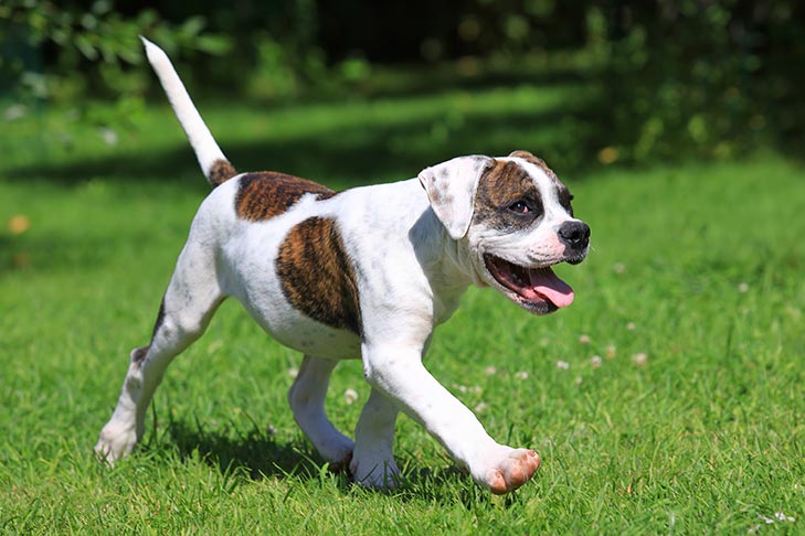 American Bull Aussie Breed Pictures, Characteristics, and Facts
