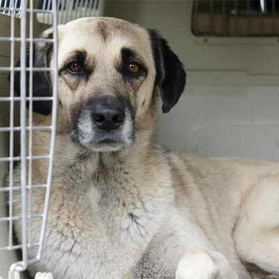 Anatolian Shepherd Dog laying inside his open crate.