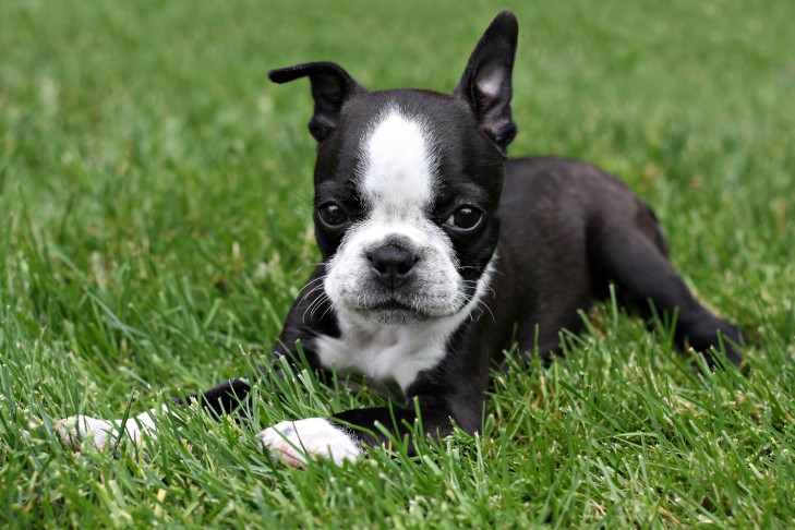 Boston Terrier puppy laying down in the grass.