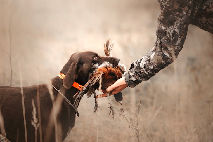 hunting dog brings pheasant game back to owner