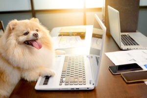 Pomeranian sittting at a desk with laptop and phone.