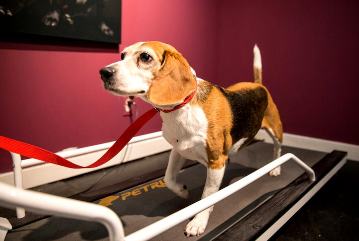 Can dogs use a human treadmill?