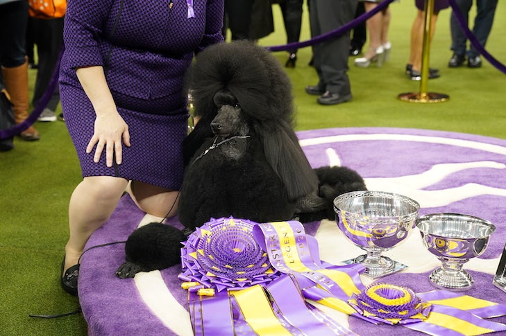 what does the best in show dog win