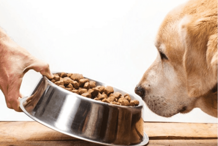 can senior dogs eat puppy food? 2