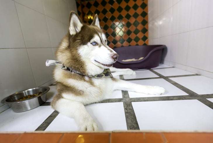 Siberian Husky laying down in a kennel at a pet hotel.