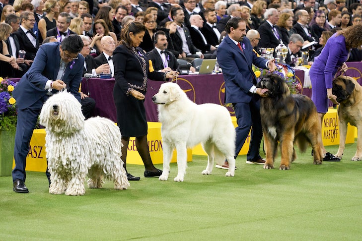 How To Watch the 2021 Westminster Kennel Club Dog Show