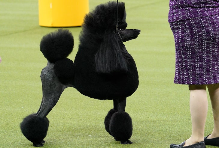 Who won Best in Show at the Westminster Dog Show 2019?