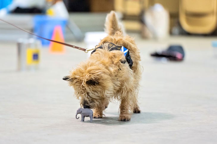 https://www.akc.org/wp-content/uploads/2020/02/cairn-terrier-playing-scent-work-game.jpg