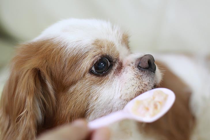 Can Dogs Eat Oatmeal? - American Kennel Club