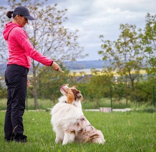 How To Become A Dog Trainer: Things To Know About Dog Training