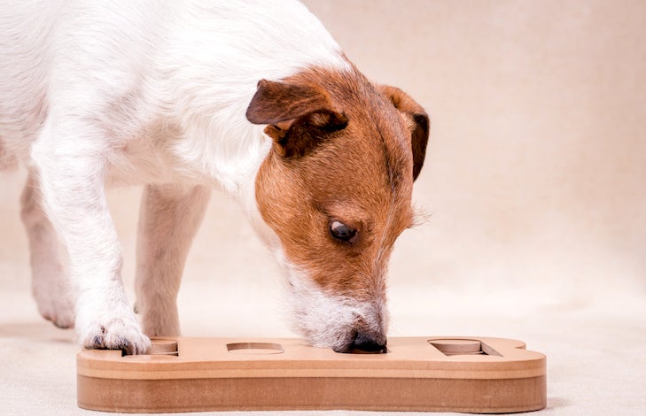 POWER TIPS ON HOW TO KEEP A DOG BUSY WHILE AT WORK