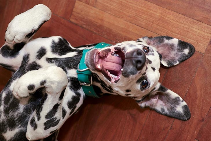 Do Dogs Have a Sense of Humor? – American Kennel Club