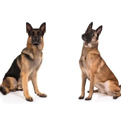 Long Haired German Shepherd vs Short Haired 5 Must Know Differences   Perfect Dog Breeds