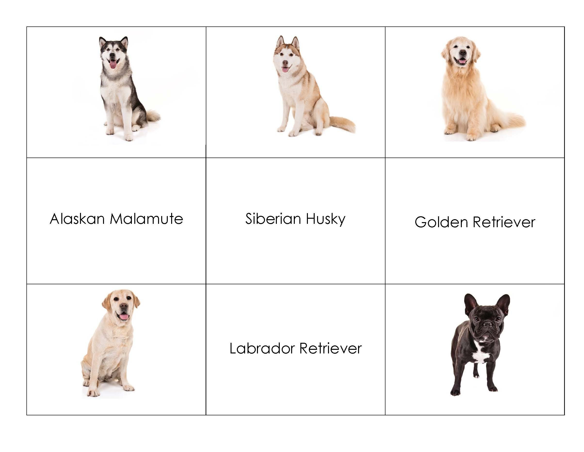 Dog Breed Matching Game – American Kennel Club