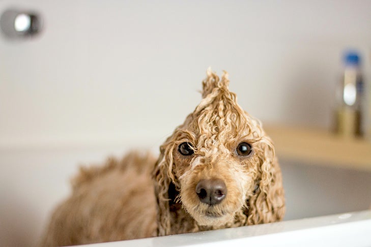 Poodle standing wet in the bathtub.