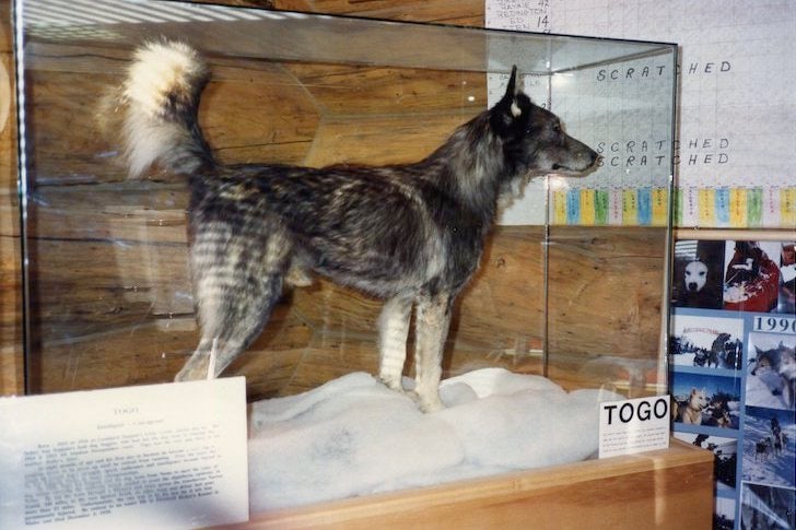 Togo: Siberian Husky & Sled Dog Hero Of The 1925 Nome Serum Run