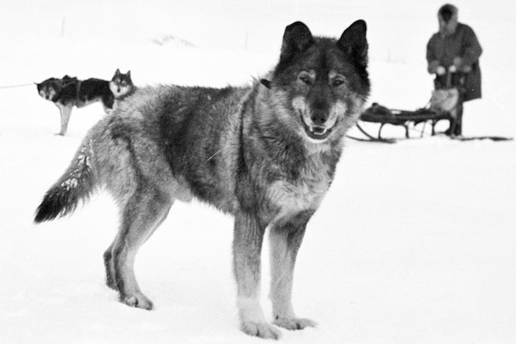 Multi-activities - Winter Cham mini wolf