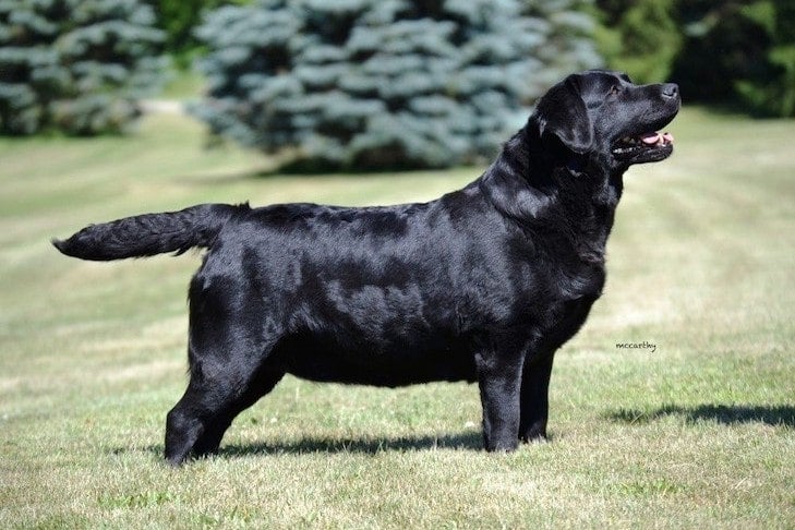 How to Groom a Labrador Retriever – American Kennel Club