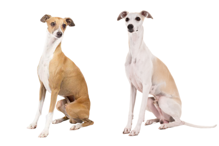 How Tell the Difference: Italian vs. Whippet