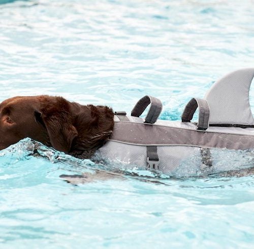 Dog Life Jacket Swimming Float Vest Buoyancy Aid Pet XS SMALL MEDIUM EXTRA LARGE 