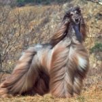 Afghan Hound standing in the wind outdoors.