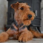 Airedale Terrier laying indoors.
