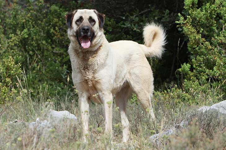 Anatolian Shepherd Dog standing outdoors.
