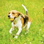 Beagles playing fetch.