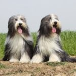 Bearded Collies sitting outdoors.