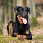 Beauceron laying down in the forest.