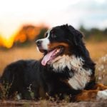 Bernese Mountain Dog laying outdoors in a field.