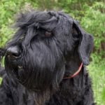Black Russian Terrier head portrait outdoors.