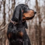 Black and Tan Coonhound sitting in the forest in the fall.